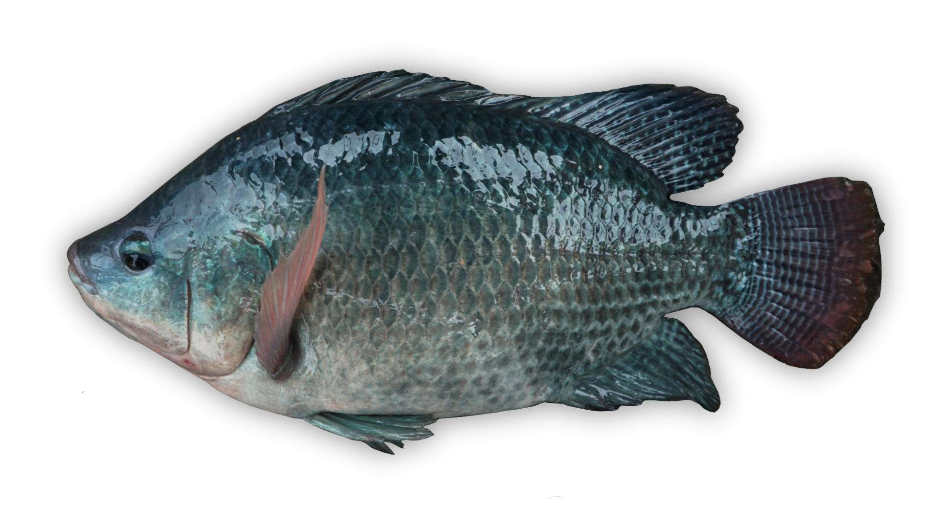 tilapia-new-cut-fresh