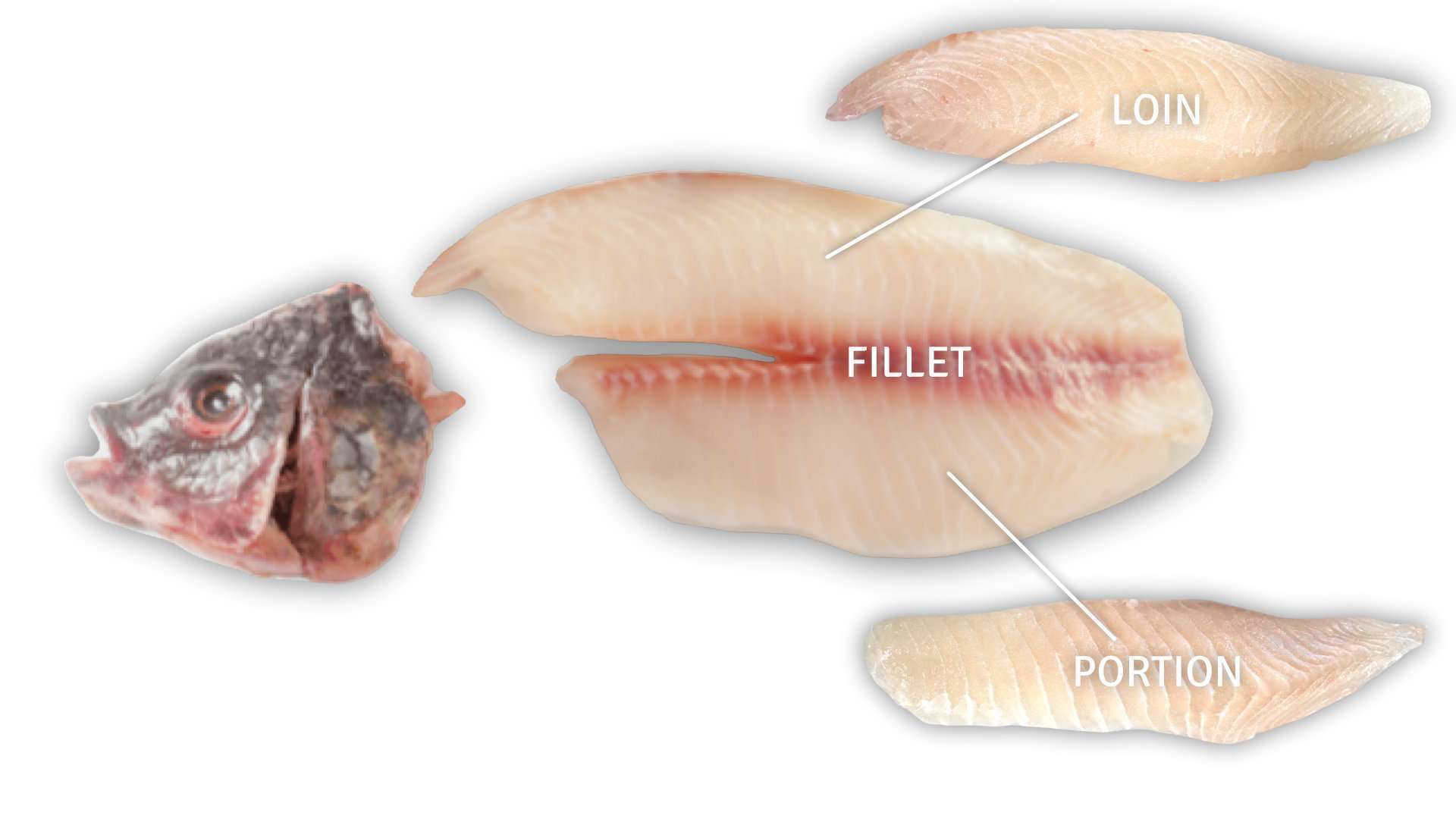 tilapia-new-cut-fresh-oke