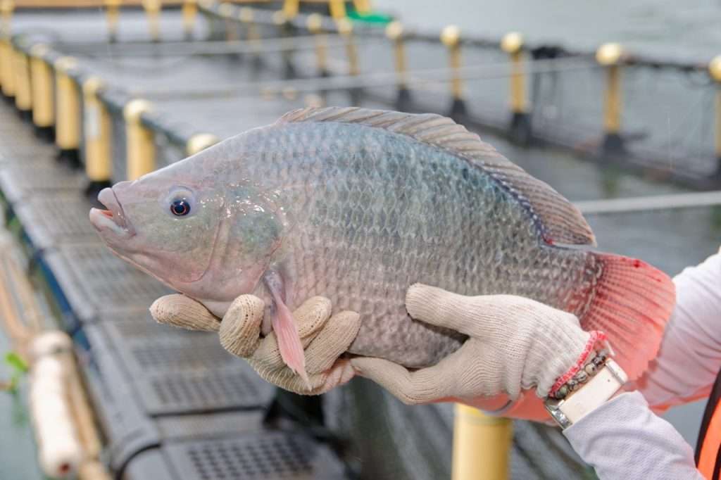 ikan-tilapia-07 Large