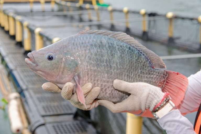 ikan-tilapia-07 Large
